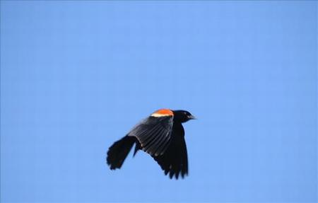 《法国航空》在线观看